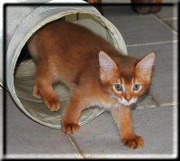 The sweet Somali kitty Ruby