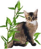Somali cat Marilyn M. von Torremolinos in the bamboo